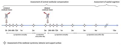 Vertigoheel improves central vestibular compensation after unilateral peripheral vestibulopathy in rats